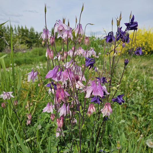 May 2025 Newsletter