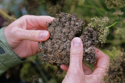 Organic Certification