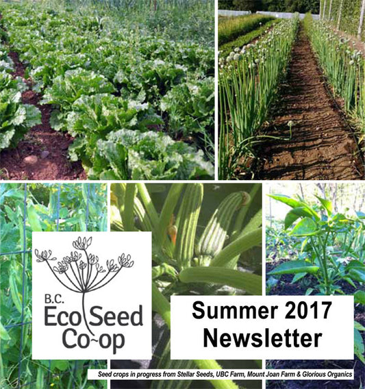 Summer newsletter now in your inbox
