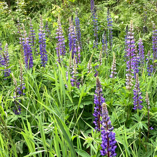 Native Plants: Beautiful, Beneficial & Necessary