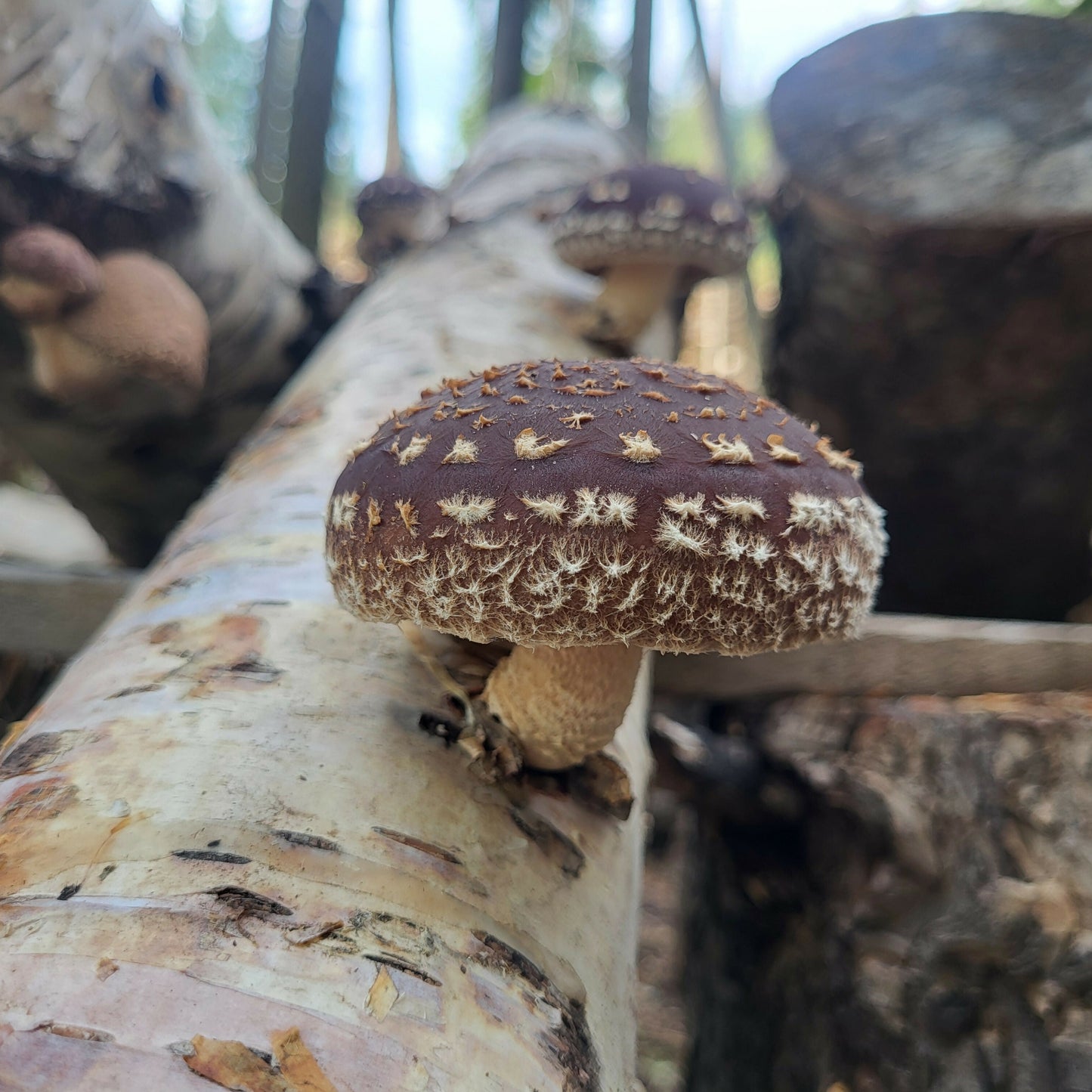 Shiitake log1