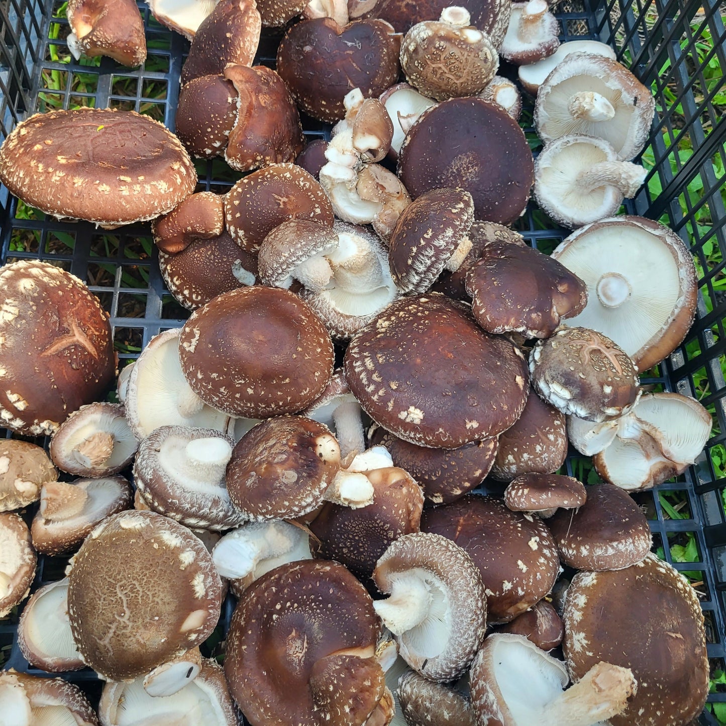 Shiitake basket