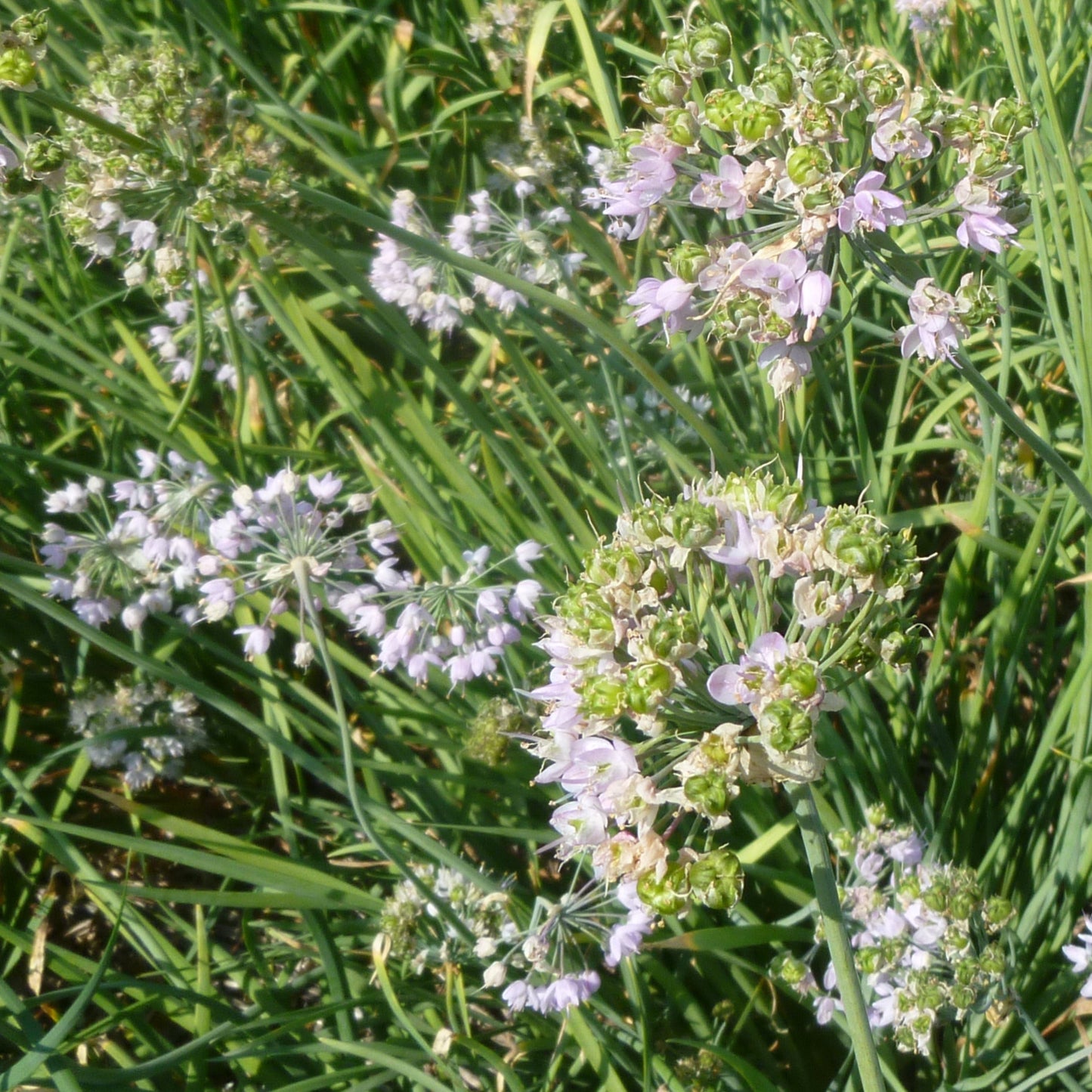 Nodding Onion Akasha Seeds