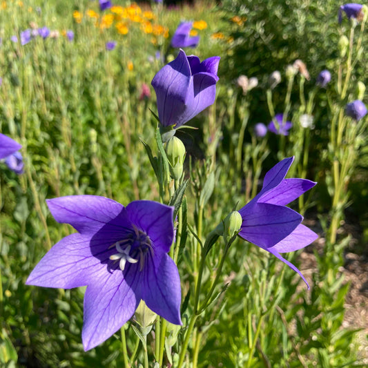 Blue & White Mix