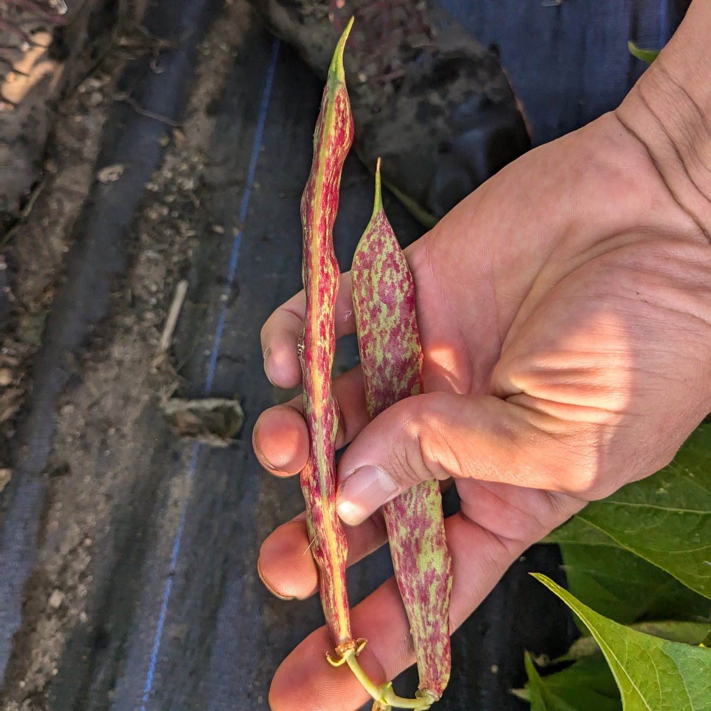 Teggia Bush Bean Certified Organic UBC Farm