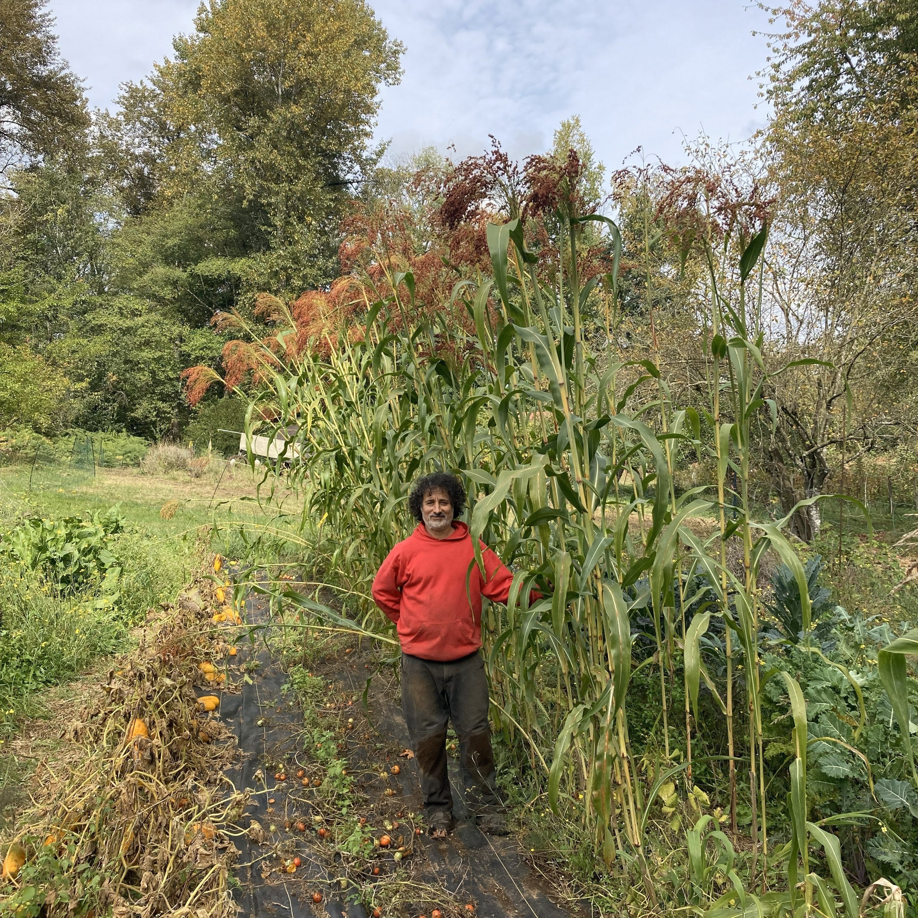 broom corn plant Broom Corn Sorghum – BC Eco Seed Co-op