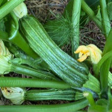 Costata Romanesco Zucchini