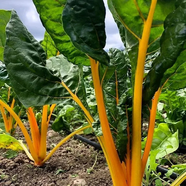 Eldorado Chard Saanich Organics Certified Organic