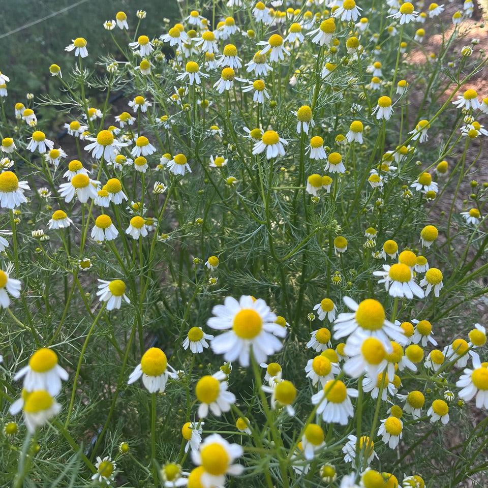 German Chamomile Good Earth Certified Organic