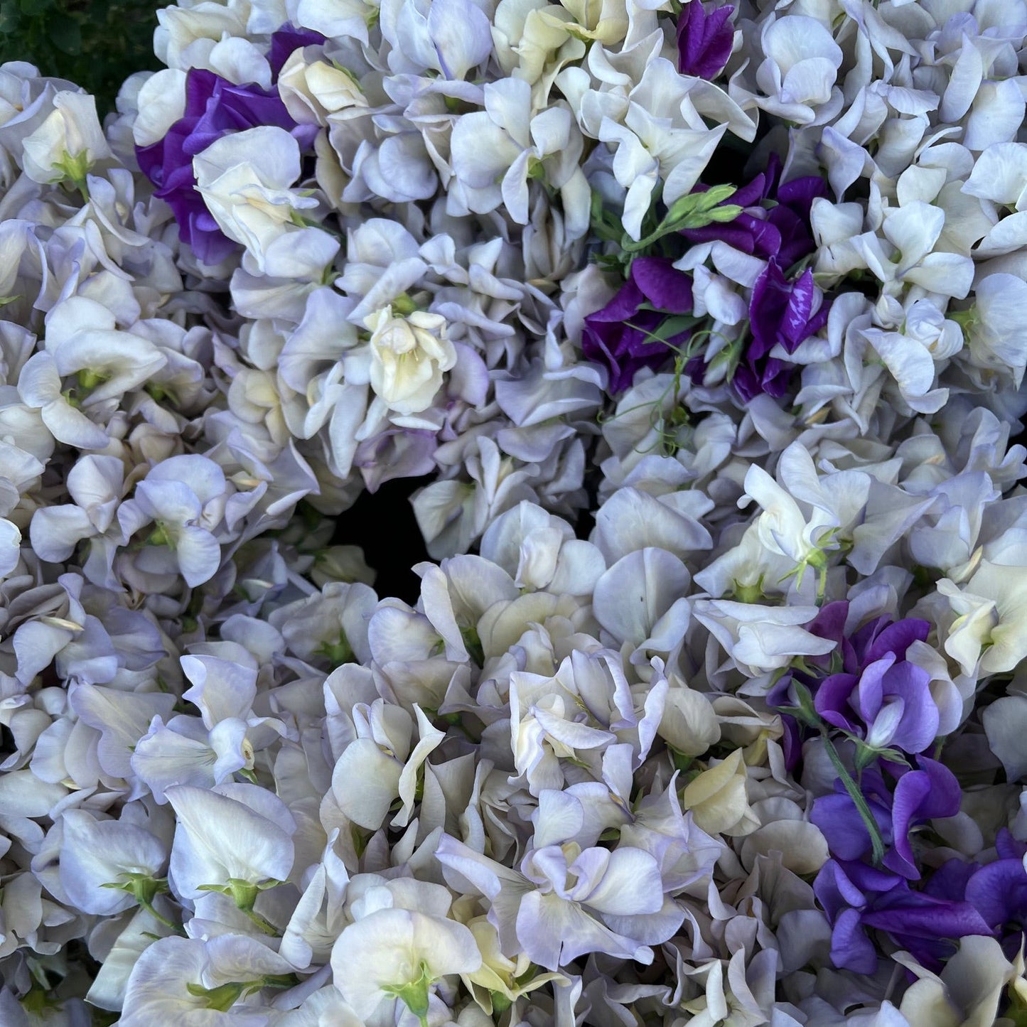 High Scent Sweet Pea Slow Train Farm Certified Organic