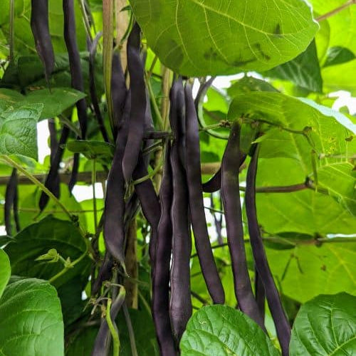 Blue Kew Bean Slow Train Farm Certified Organic