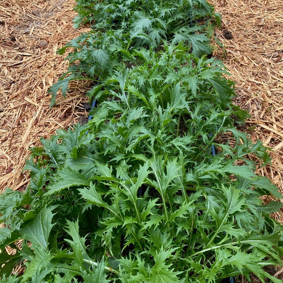 Kyoto Mizuna Good Earth Farm Certified Organic