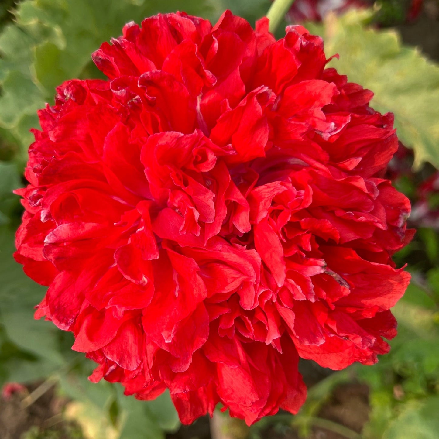 Lucille Poppy Slow Train Farm Certified Organic