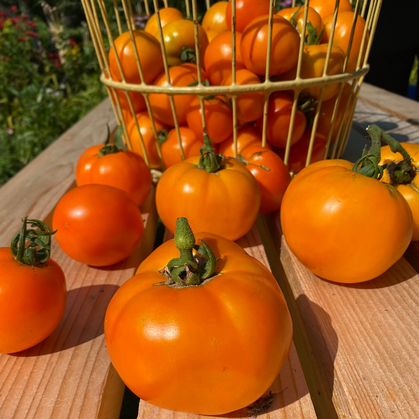 Moonglow Tomato Linnaea Farm