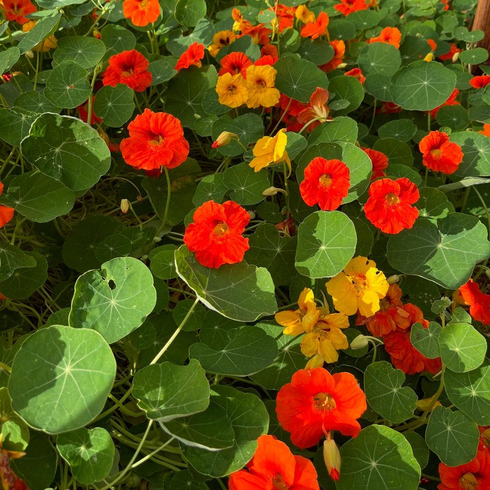 Good Earth Nasturtium Blend Good Earth Certified Organic