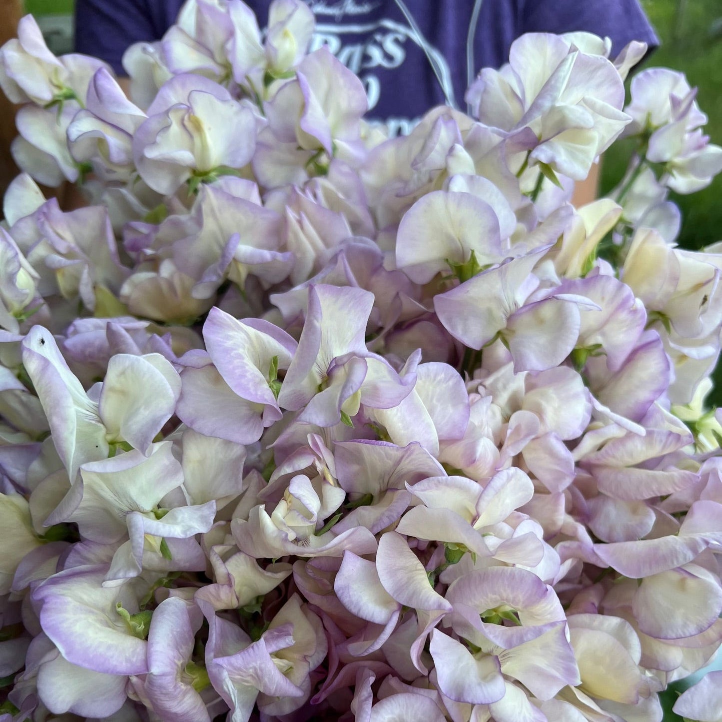 Old Times Sweet Pea Slow Train Farm Certified Organic