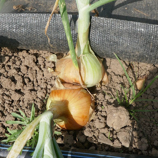 Stuttgarter Onion farmFolk CityFolk