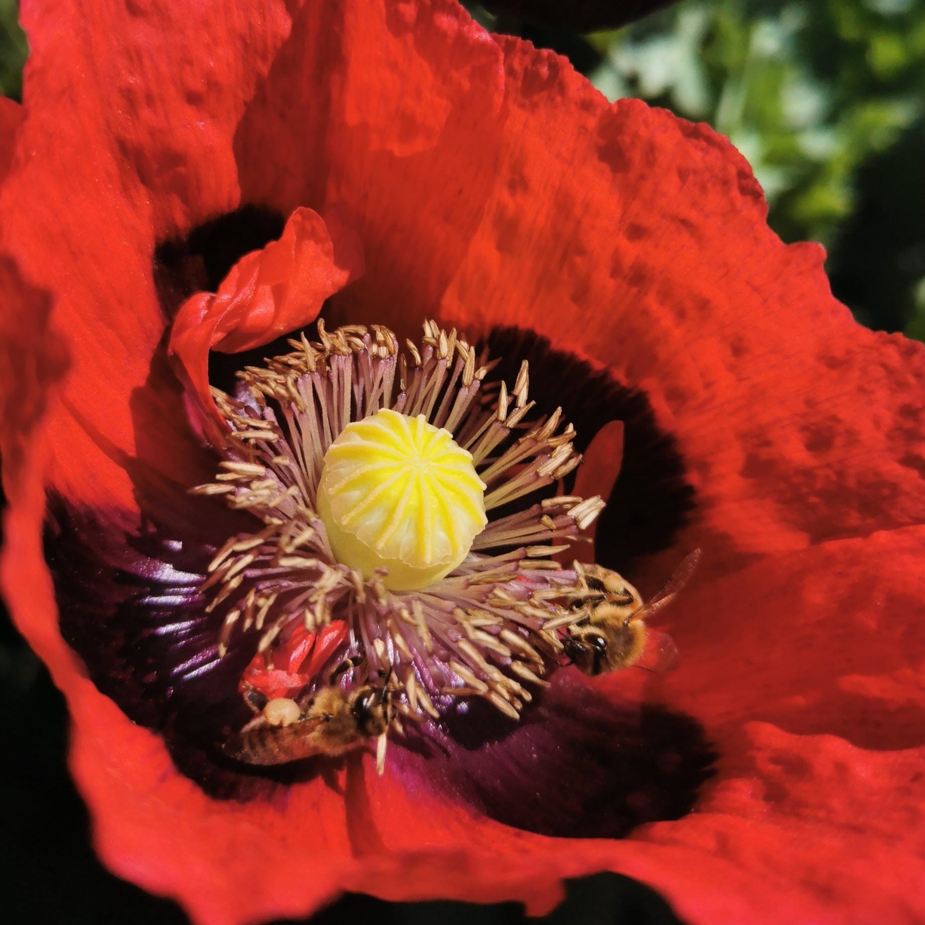 opium plant seeds for sale Opium Poppy – BC Eco Seed Co-op