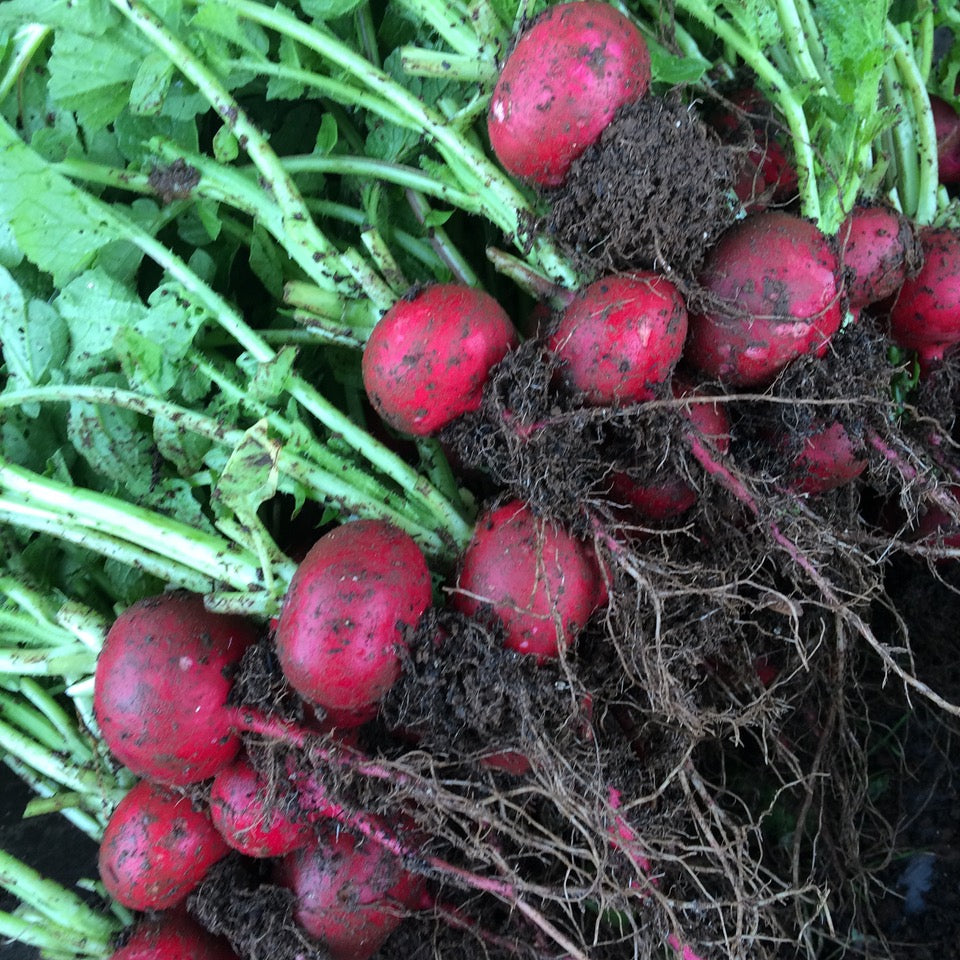 Altaglobe Radish Certified Organic Good Earth Farms