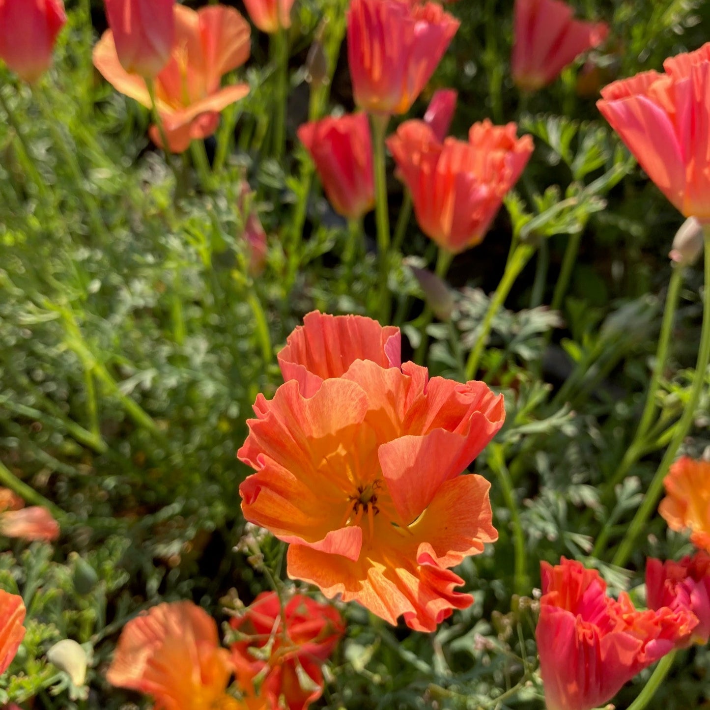 Thai Silk Apricot Chiffon