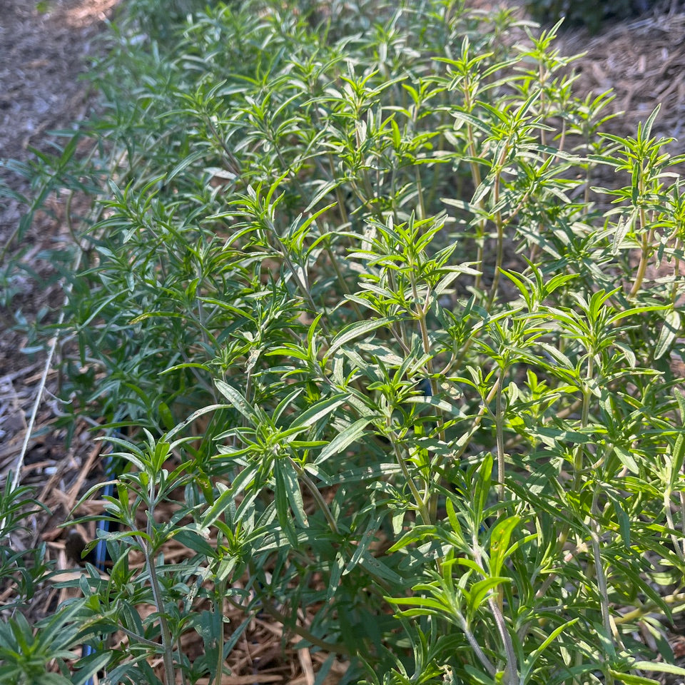Summer Savory Certified Organic Good Earth Farms