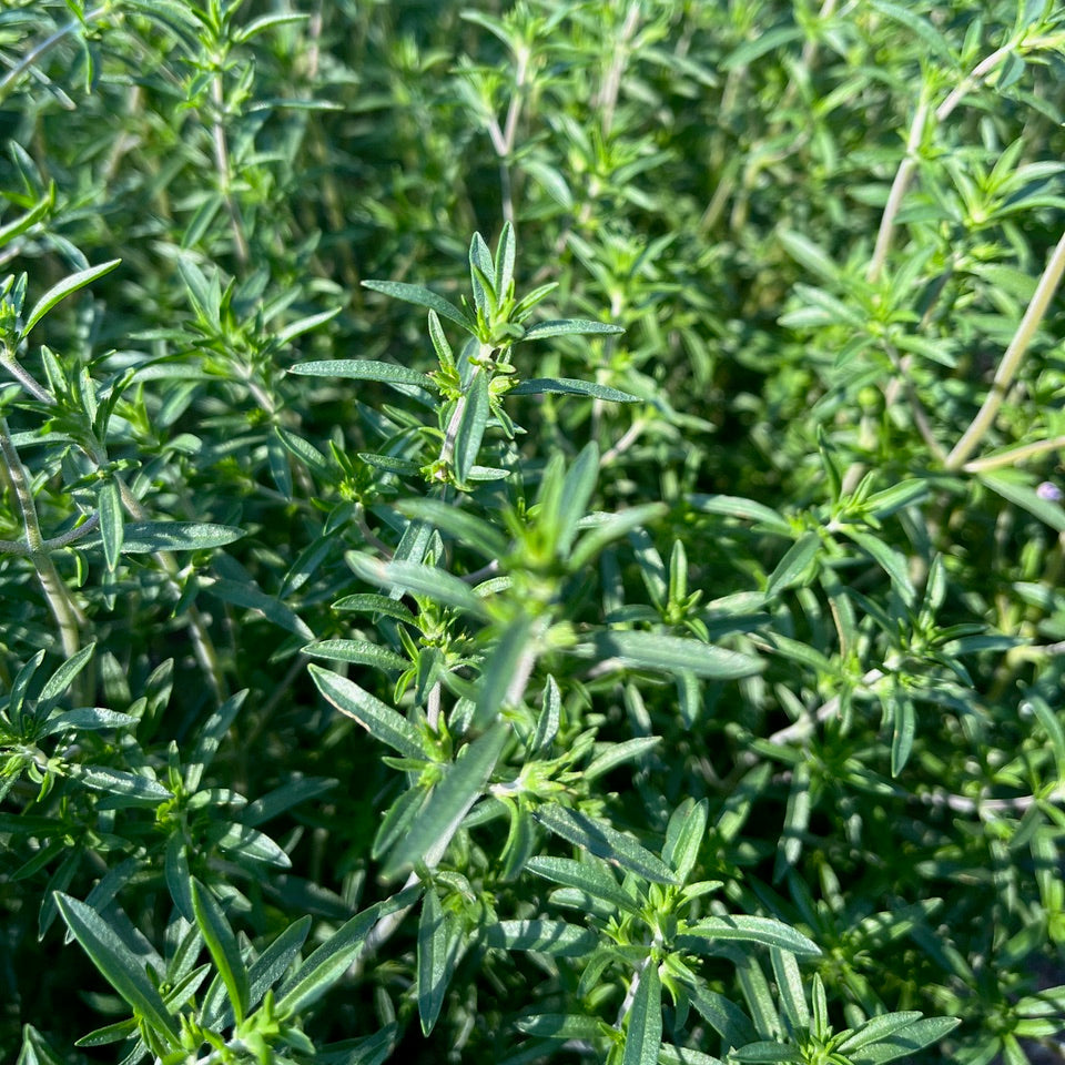 Summer Savory Certified Organic Good Earth Farms