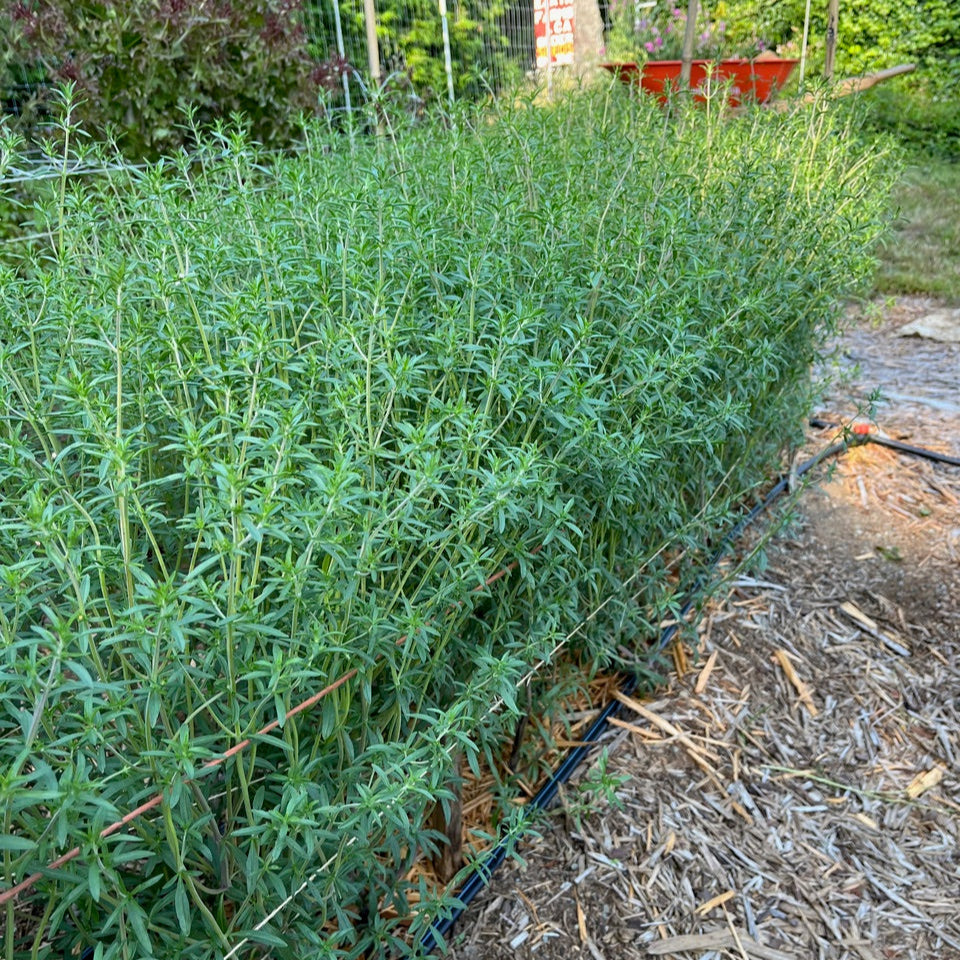 Summer Savory Certified Organic Good Earth Farms