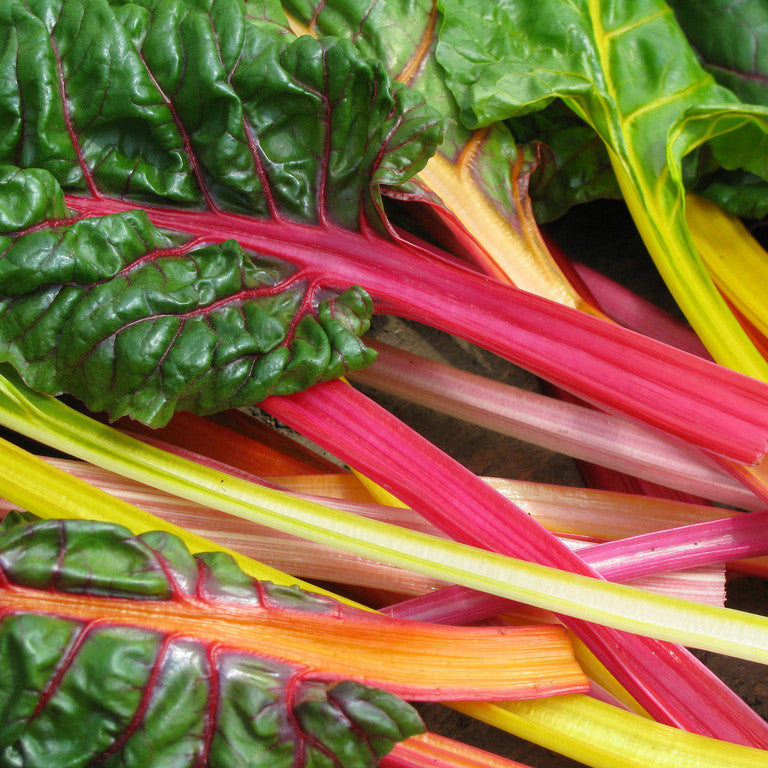 Metchosin Farm Mix Chard Certified Organic