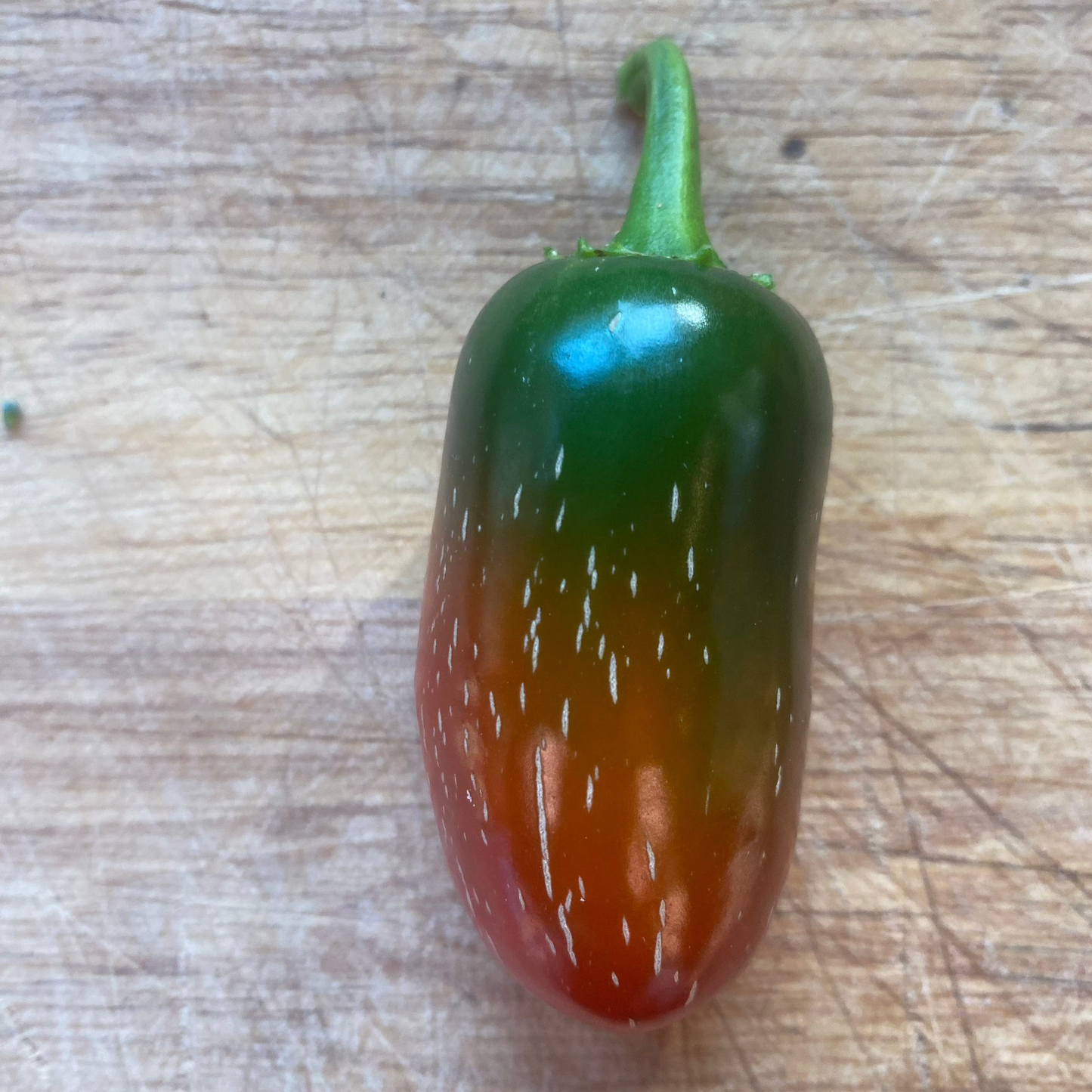 Travellers Strain Jalapeno Linnaea Farm