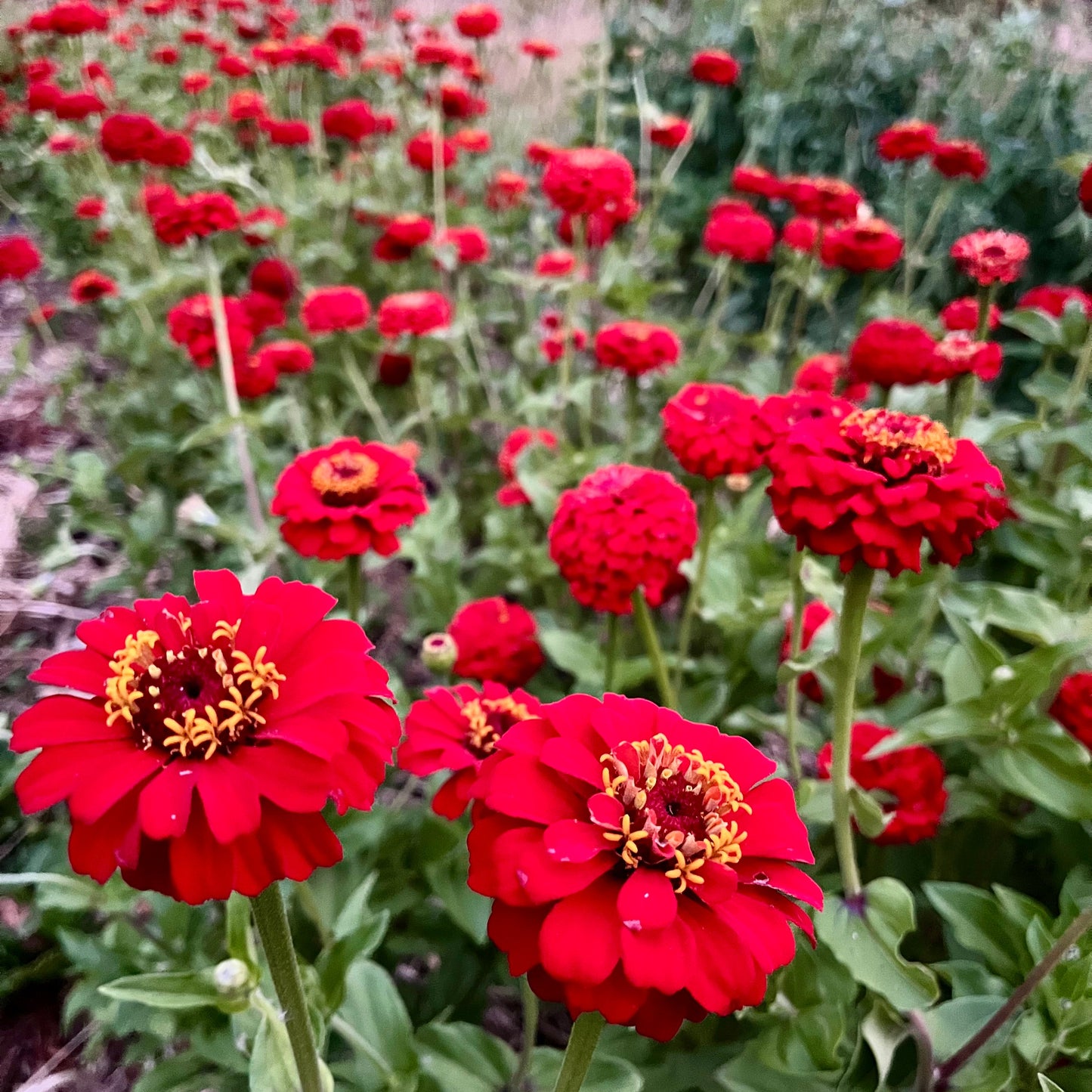 Oklahoma Scarlet