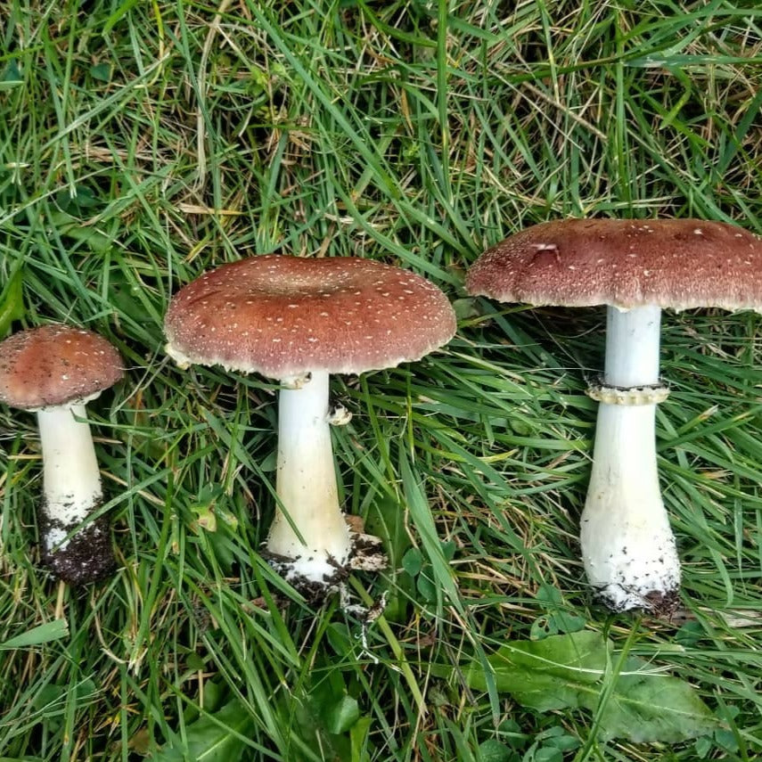 King Stropharia