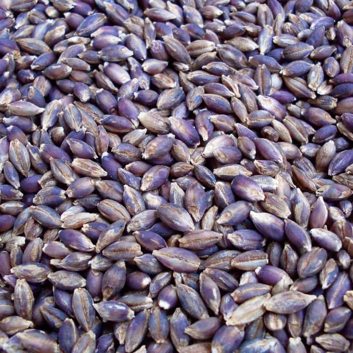 Purple Valley Barley Slow Train Farm Certified Organic
