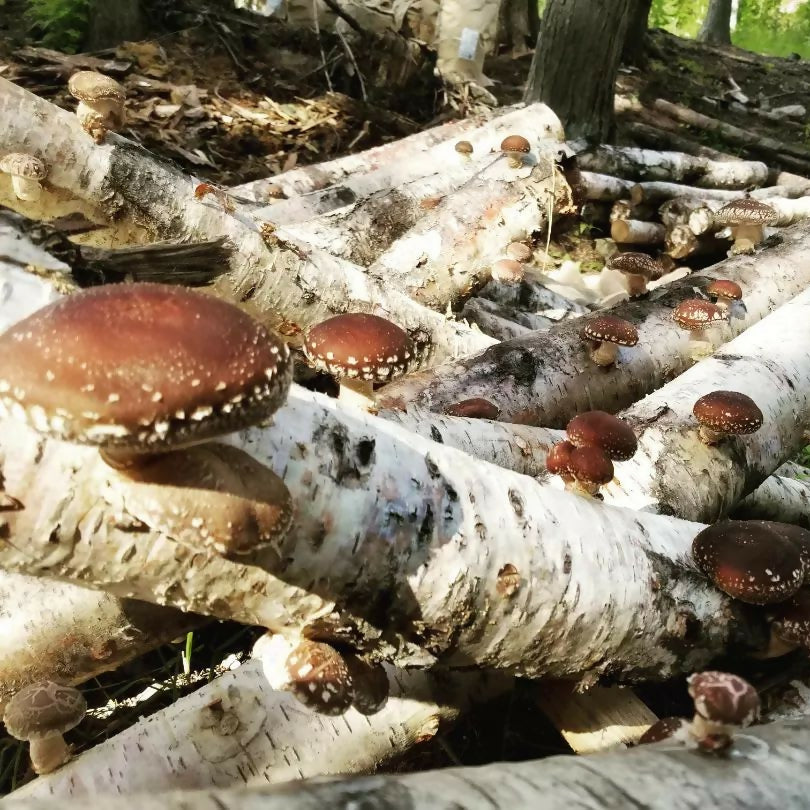 Shiitake logs