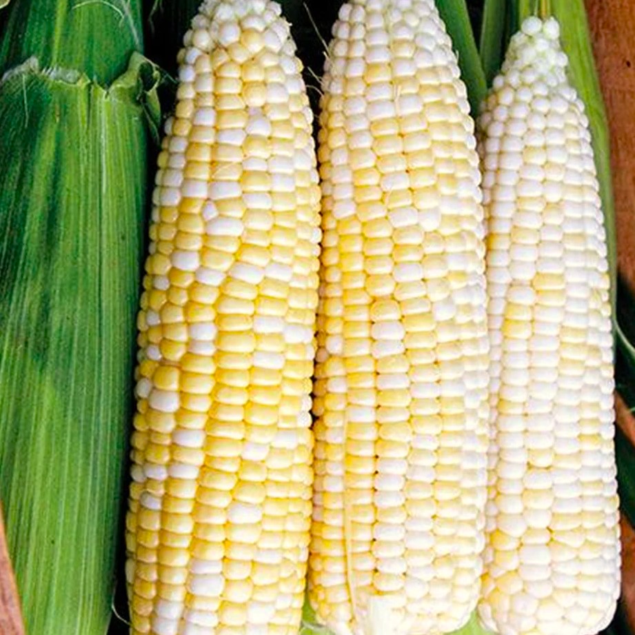 Who Gets Kissed - CO