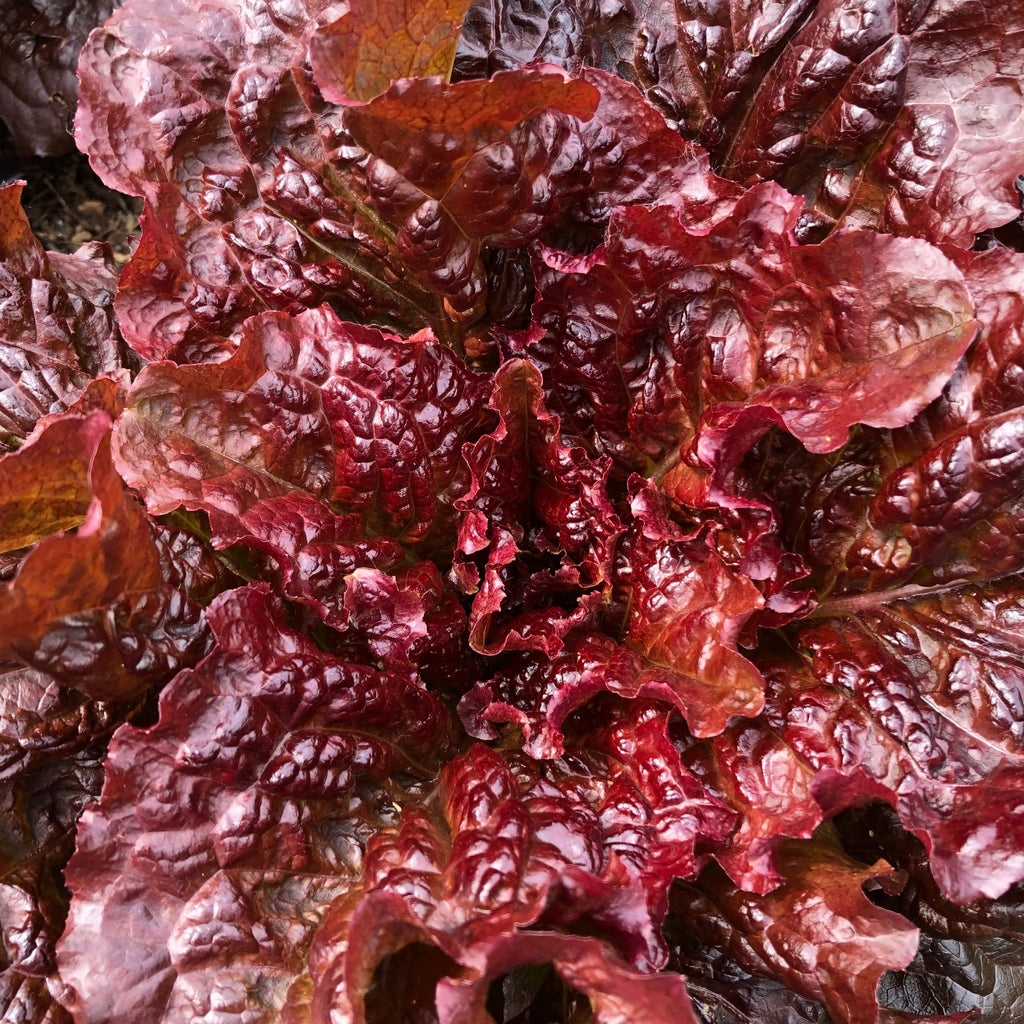 Outredgeous Lettuce