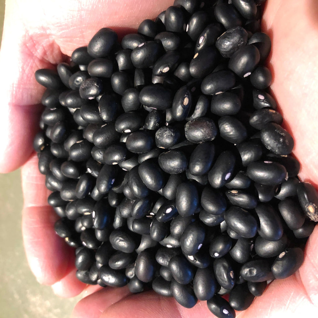 Black Turtle Bush Bean
