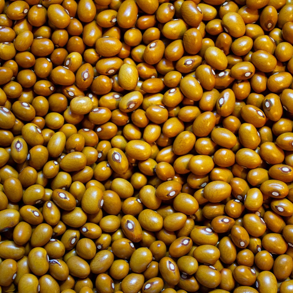Beka Brown Bush Bean