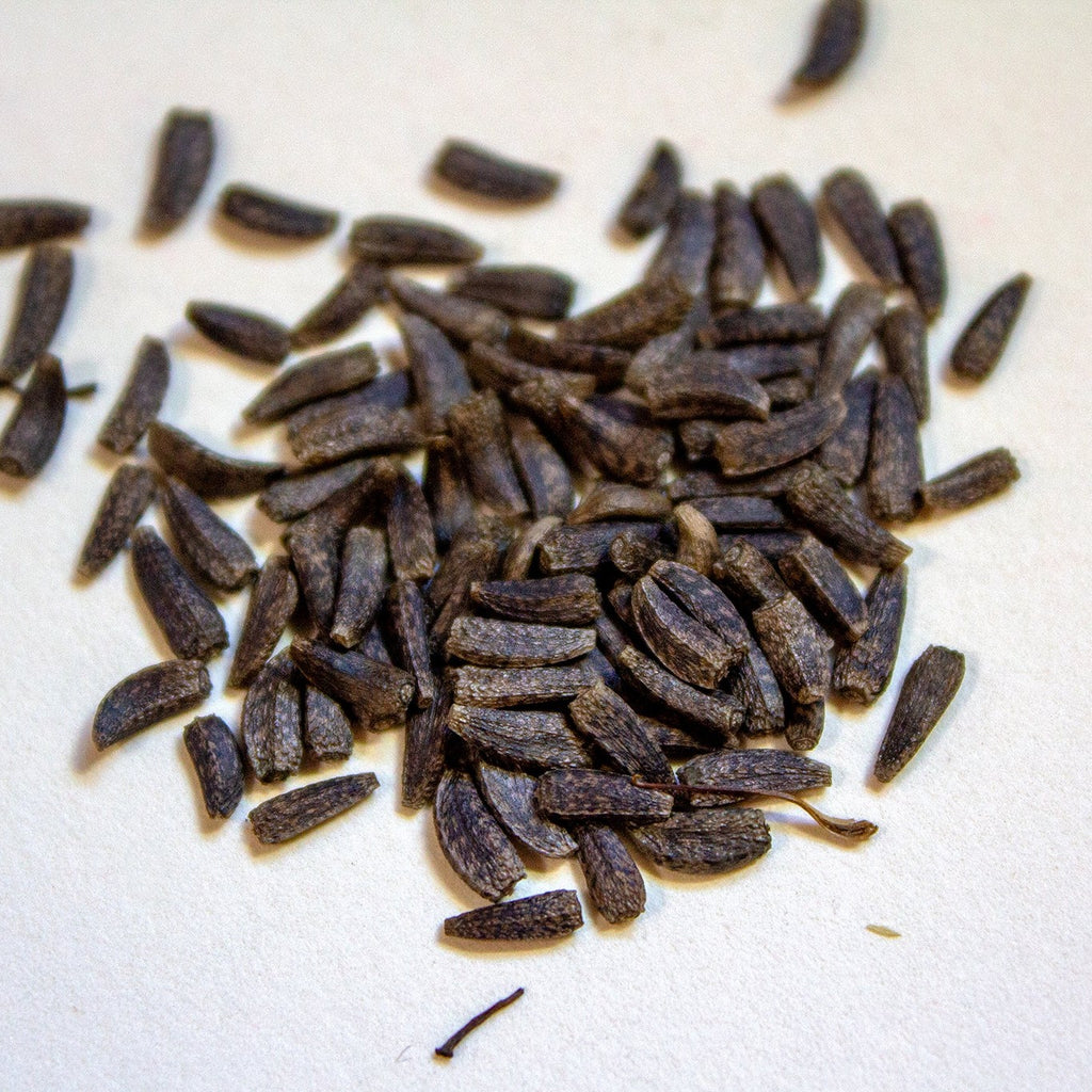 Burdock