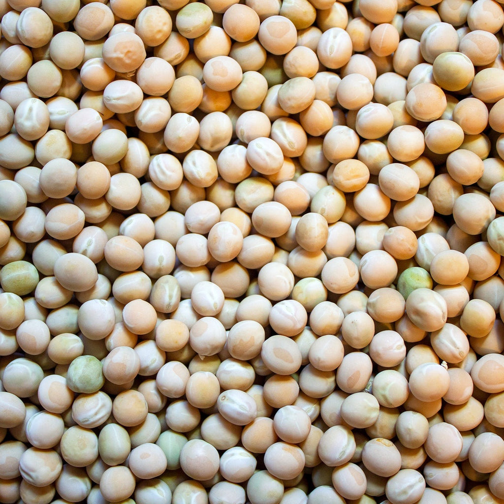 Manitoba Bush Pea