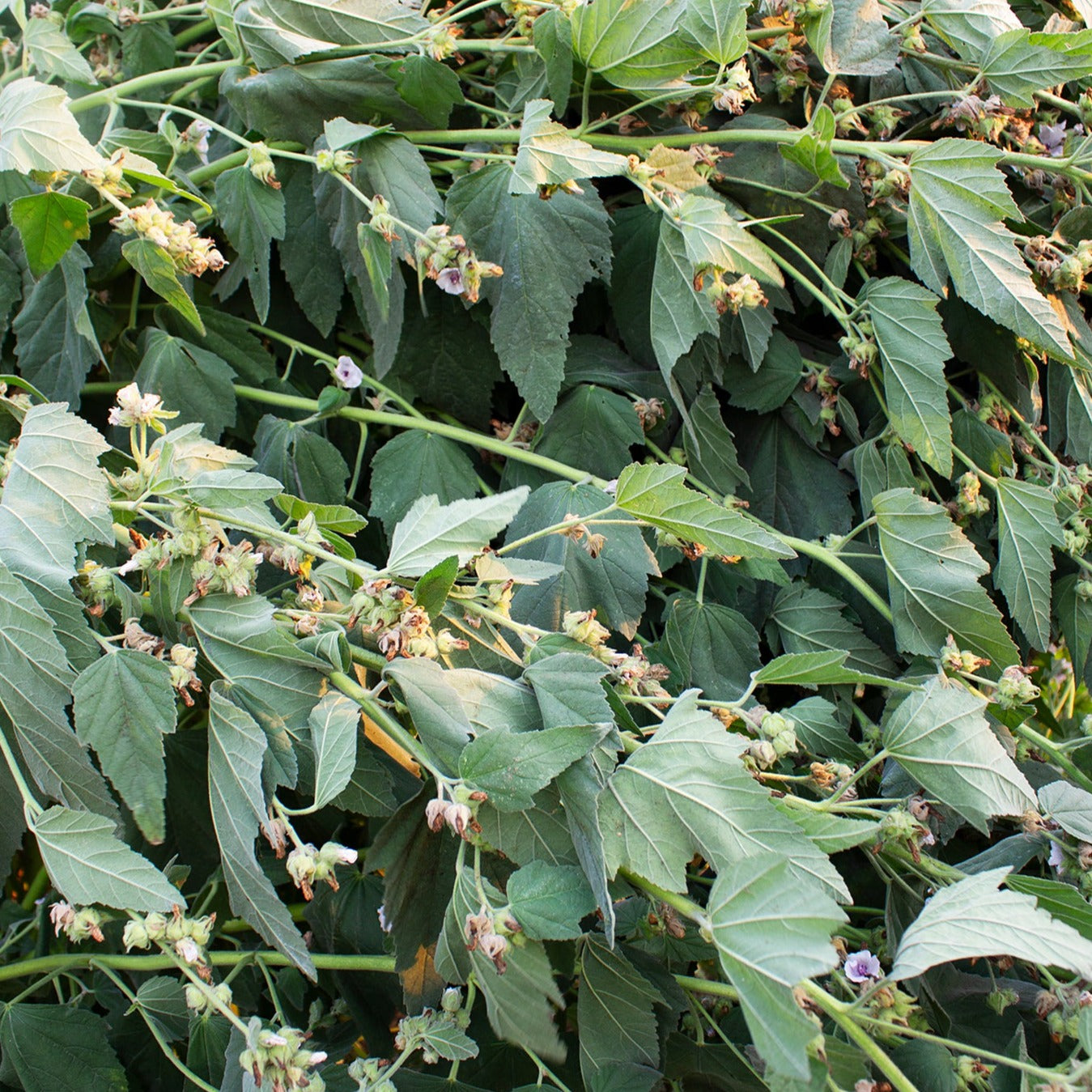 Marshmallow - Akasha Seeds