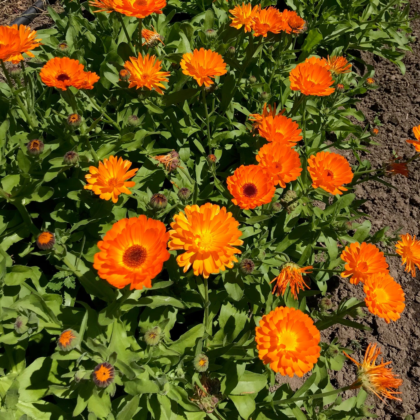 Simple Orange Calendula Saanich Organics Certified Organic