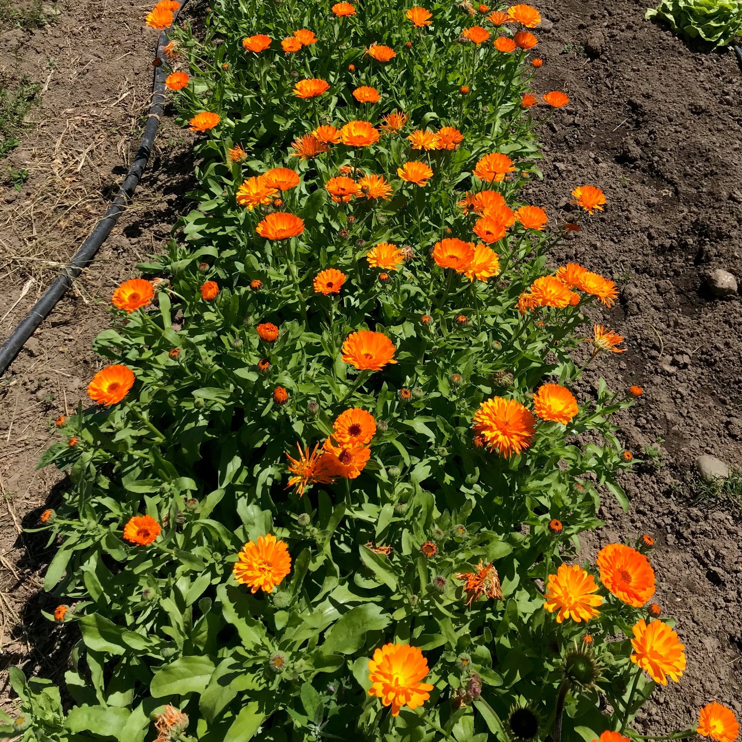 Simple Orange Calendula Saanich Organics Certified Organic
