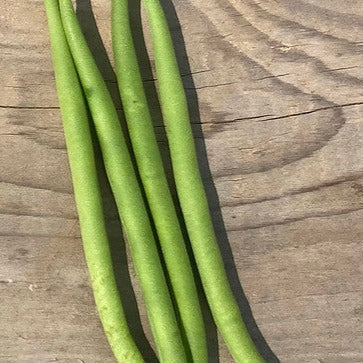 Comtesse de Chambord Bush Bean CO