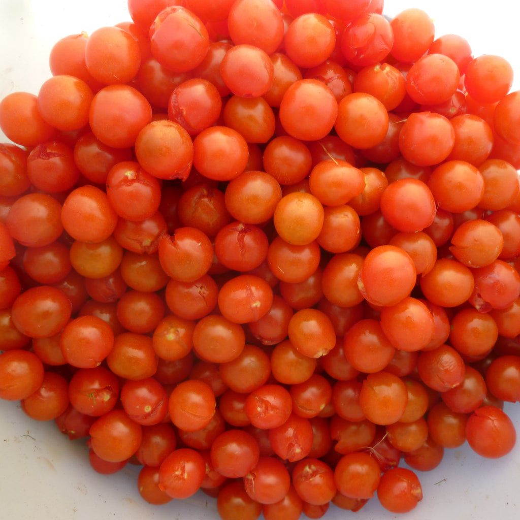 Cuatomate Wild Currant Tomato