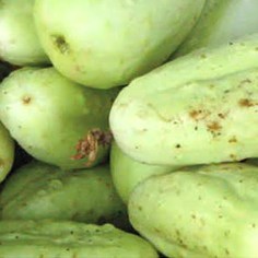 white barn cucumber and lily Lillie Mae Little White Cucumber – BC Eco Seed Co-op