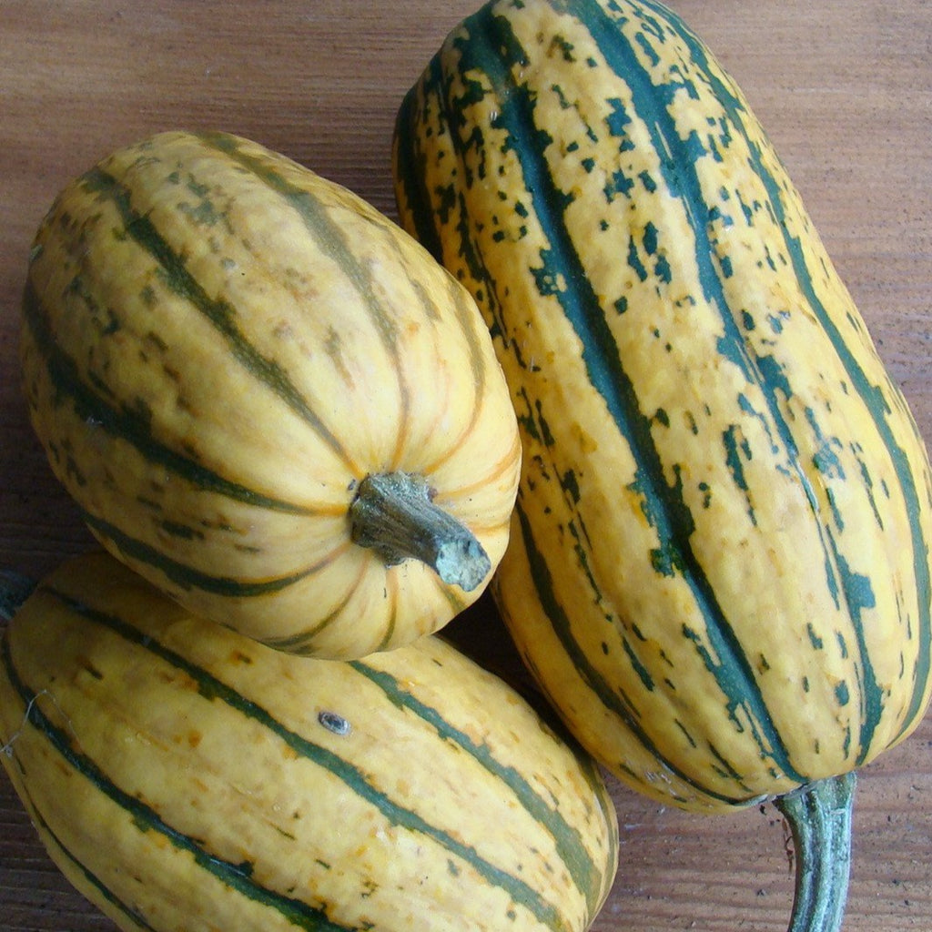 Delicata Squash CO