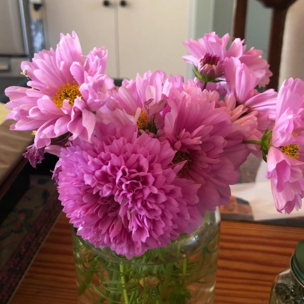 Double Dutch Rose Cosmos CO