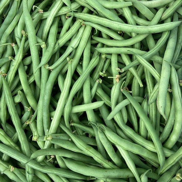 EZ Pick Bush Bean CO