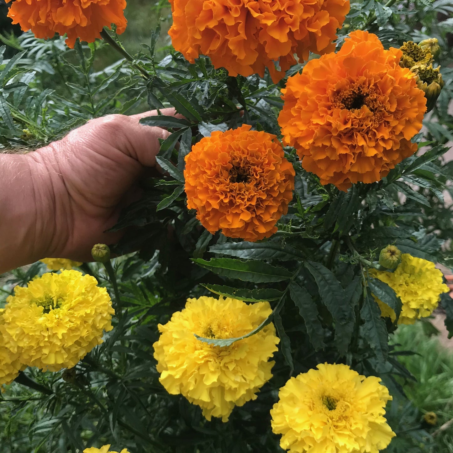 Crackerjack Mix Marigold