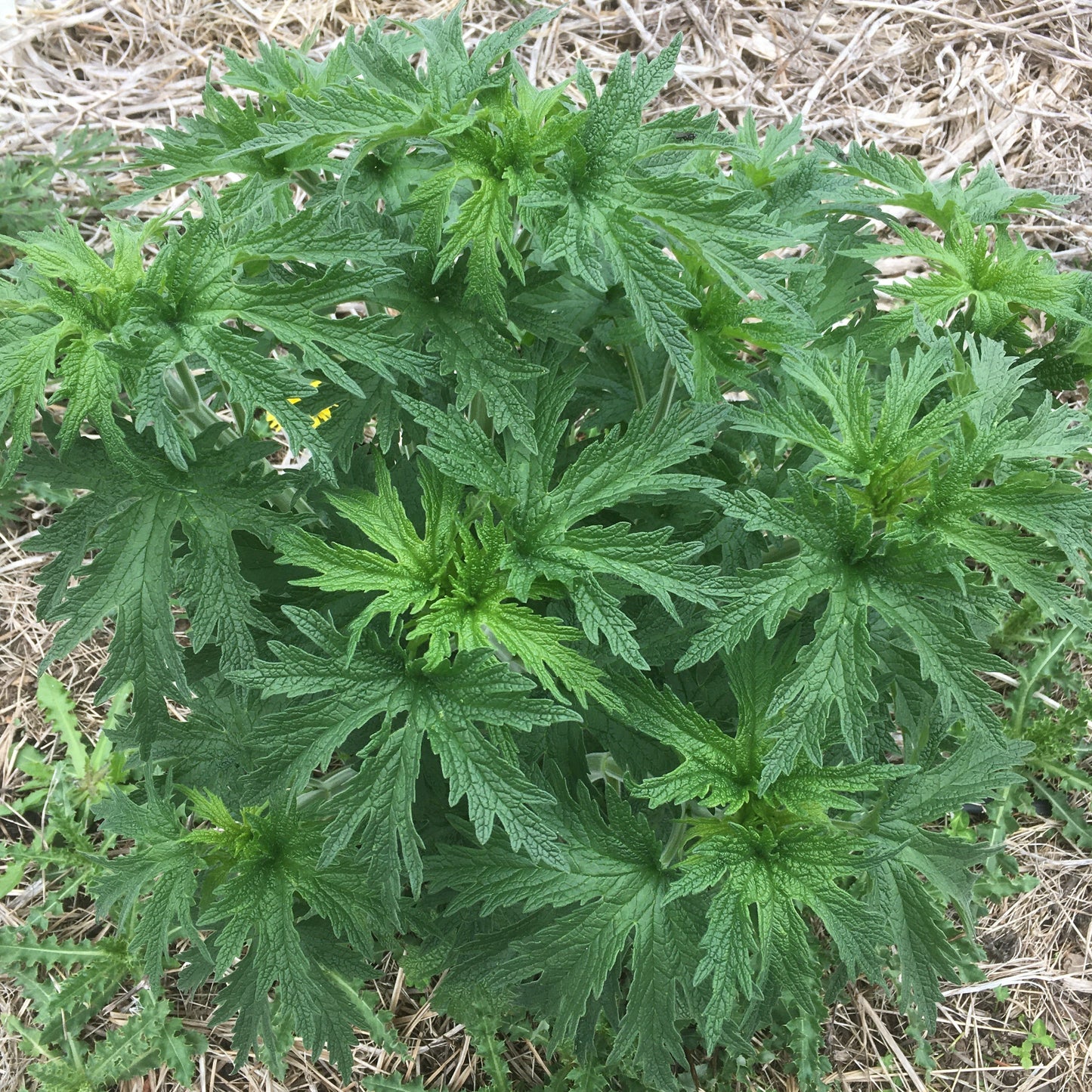Motherwort - CO